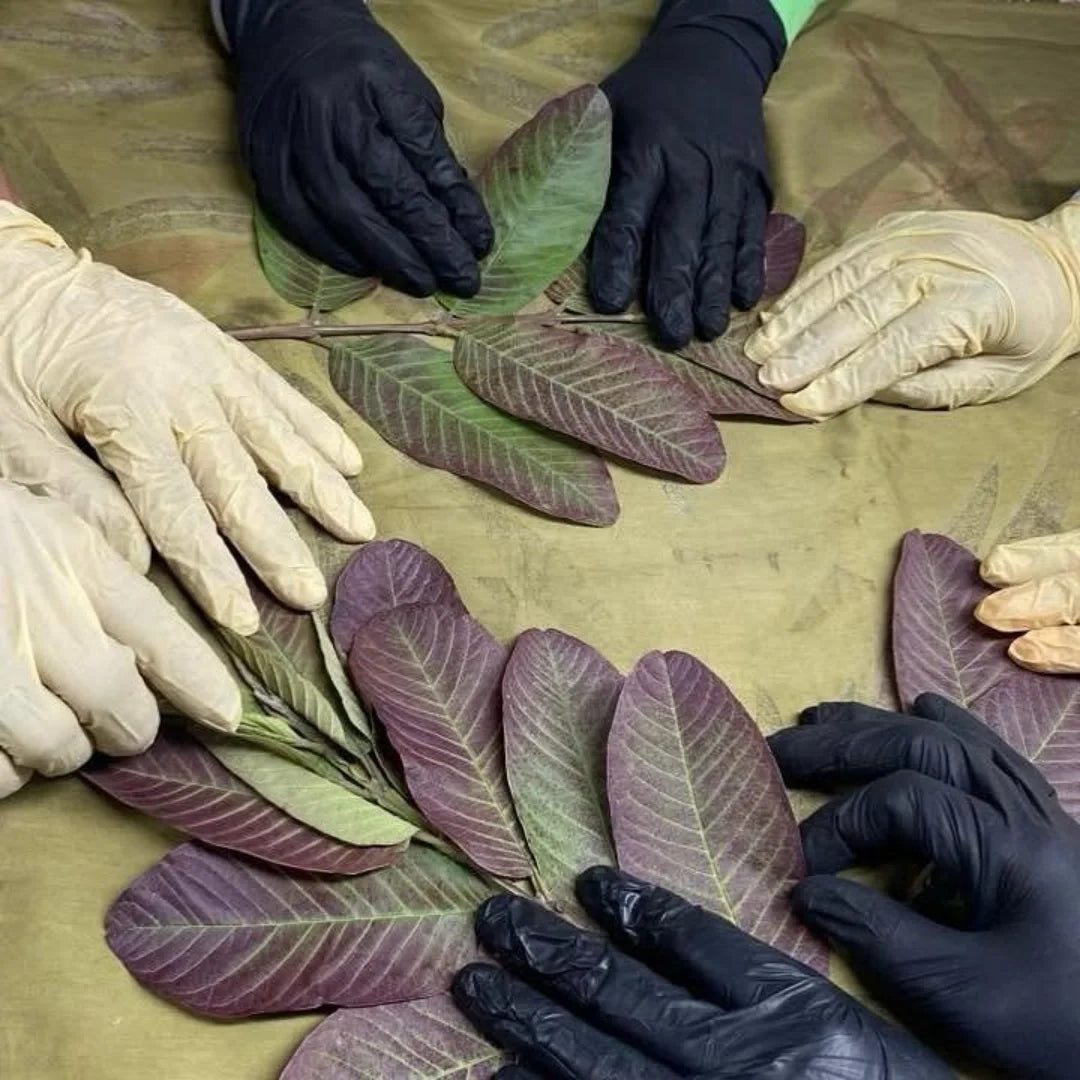 arranging leaves with hand for ecoprinting process in kokikar