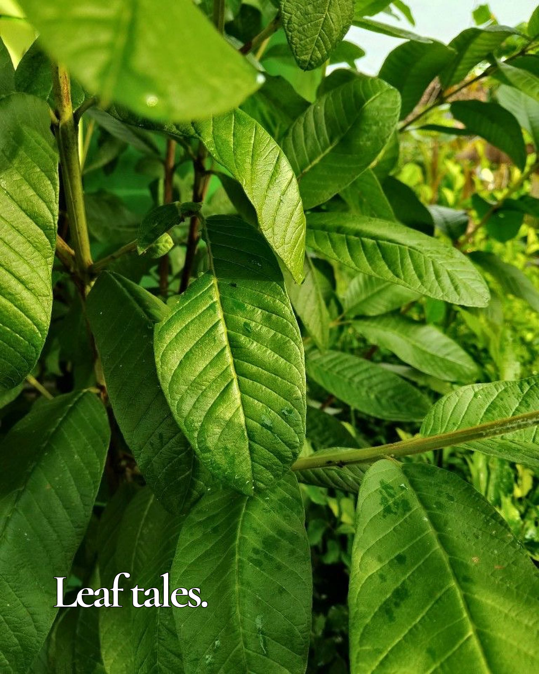 The Benefits of Eating and Printing with Guava Leaves