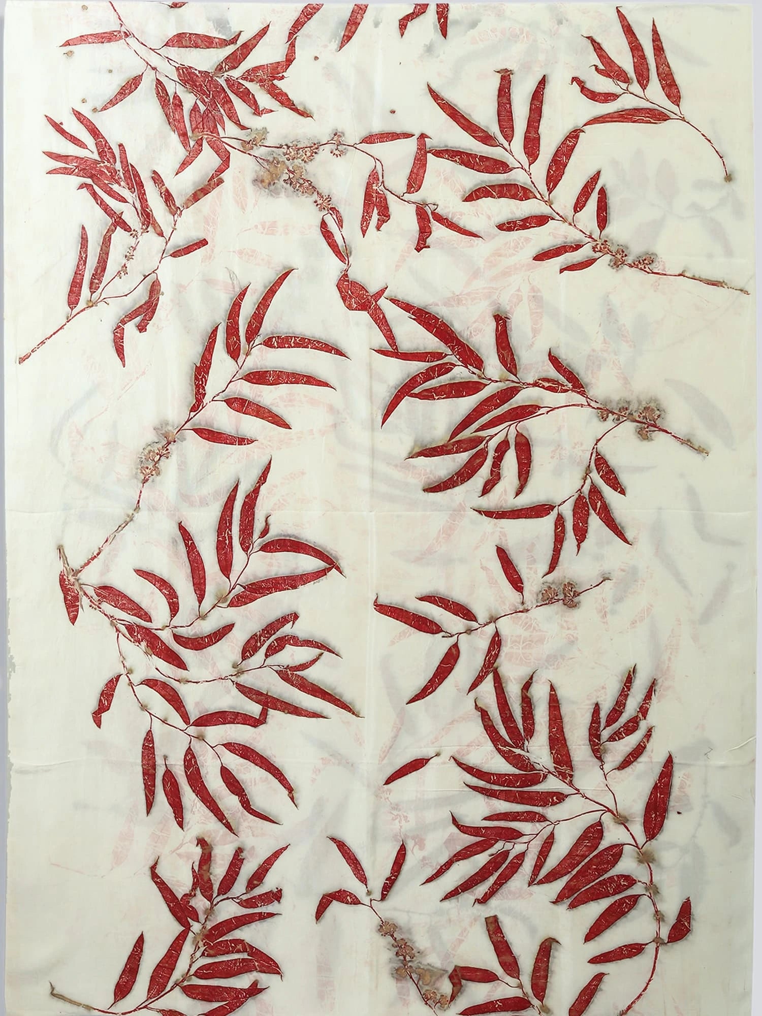 Eucalyptus Ecoprinted Pure Silk Saree plain view